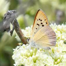 Image result for Embelia libeniana