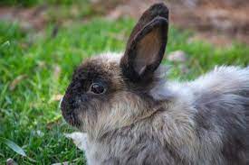 Home » poisons » poisonous plants. What Foods Can Kill Rabbits Or Make Them Sick