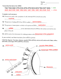 View homework help transcription and translation worksheet from psy 133 at jefferson. Dna Coloring Transcription Translation Transcription And Translation Dna Replication Dna Transcription And Translation