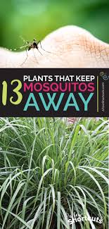 A plant with medicinal uses that keeps flies and mosquitoes away. 13 Plants That Keep Mosquitos Away A Few Shortcuts