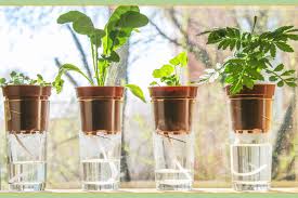 In accordance to the pot or planter, fill in the soil and let the plant settle. 15 Brilliant And Easy Plant Care Tips Proflowers Blog