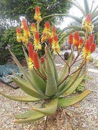 the aloe vera plant has beautiful flowers aloe plant plants beautiful flowers photography