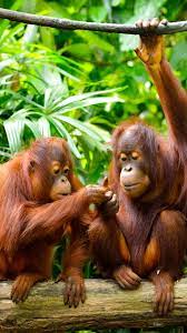 Animal Orangutan Monkeys Monkey Primate Wildlife 1080x1920 Mobile Wallpaper Animals Orangutan Animals Beautiful