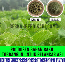 Daun ini mengandung berbagai bahan aktif fitokimia hingga zat. Produsen Daun Bangun Bangun Asi