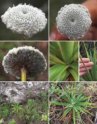 Image result for Eriocaulaceae