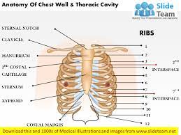 Detailed anatomy of the rib cage | specific articulations. Anatomy Of Chest Wall And Thoracic Cavity Medical Images For Power Po