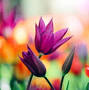 Profile Picture of Marilyn R. (Coe) Goodrich Obituary - Milford, MI Funeral Home (@lynchandsonsmilford.com) on Google