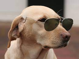 Maybe you would like to learn more about one of these? Funny Dog Wearing Sunglasses