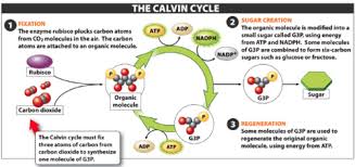 The products of the calvin cycle are used to make the simple sugar glucose. Photosynthesis Flashcard Flashcards Quizlet