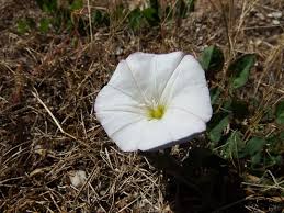 Image result for Convolvulus goyderi