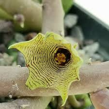 Image result for Huernia leachii