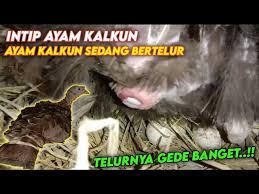Ayam kalkun memang menjadi unggas petelur terbaik yang mampu memproduksi telur dalam setahun sekitar 100 butir untuk setiap ekornya, nah informasi lebih dalam tentang telur ayam kalkun. Intip Ayam Kalkun Sedang Bertelur Detik Detik Kalkun Bertelur Youtube