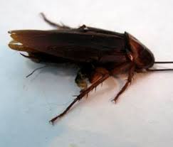 Read This If Your Dog Eats Bugs Dog Discoveries