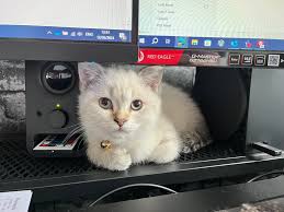 I have a Scottish fold girl she's 5 months old today.. she's not a keen  lover of wet food, when I first brought her at 4 months old she was