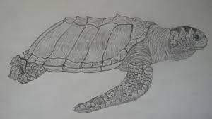 Ball point pens with drip, so make sure to wipe off the tip after about 10 strokes. Olive Ridley Sea Turtle Drawings Pencil And Pen Patsy S Creative Corner