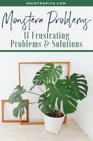 Monstera Problems 11 Frustrating Problems Solutions Plant Problems Monstera Plant Care Monstera Deliciosa Care