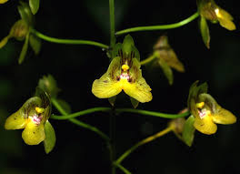 Image result for Eulophia tanganyikensis