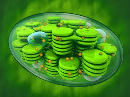 A plant cell has a square or rectangular shape while the animal cells have an irregular or. Plant Vs Animal Cells Biology Dictionary