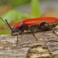 Image result for Hypolytrum pynaertii