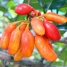 Image result for Uvaria afra