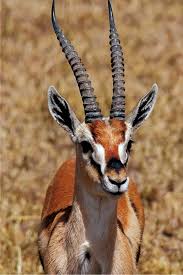 نتيجة بحث الصور عن صور غزلان Animals Artiodactyla Animals Wild