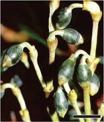 Image result for Viscum littorum