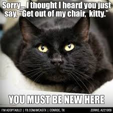 The Cat Laws Of Possession Clearly State If I Like It It S Mine Cats Catitude Funny Cute Funny Animals Cats Cat Memes