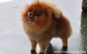 Black And Brown Pomeranian Price All About Pomeranians Pomeranian Facts Pomeranian Puppy Pomeranian Facts Black Pomeranian Puppies