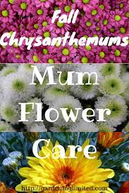 Gardening Limited Urban Gardening In Small Spaces And On A Budget Flower Care Mums Flowers Flower Garden Design