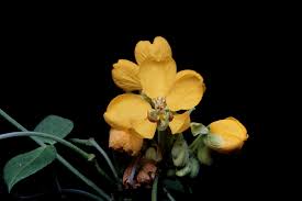 Image result for Senna hirsuta