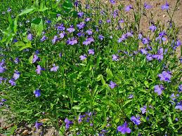 Image result for Lobelia fervens