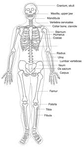 Parts of the body clipart | free download on clipartmag. Human Body Diagram Medical Clipart
