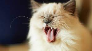 Wallpaper Cat Cry Face Fluffy Kitten Dog Cat Pictures Cats Cat Yawning