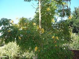 Image result for Markhamia lutea