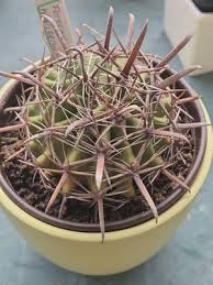 Image result for Orbea carnosa