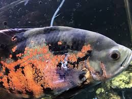 In more severe cases, your fish tank can be overtaken with a thick opaque haze! Help White Stringy Stuff On Oscar And Jag Monsterfishkeepers Com