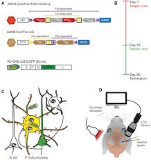 In afara de recuperarea tva pentru carburanti exista si alte taxe sau sume care. Mapping Brain Wide Afferent Inputs Of Parvalbumin Expressing Gabaergic Neurons In Barrel Cortex Reveals Local And Long Range Circuit Motifs Sciencedirect