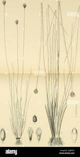 Image result for Xyris capensis