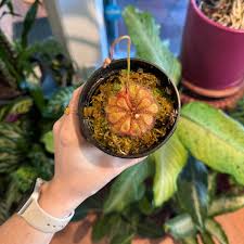 Image result for Drosera natalensis