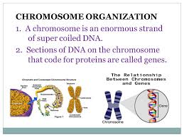 Acid (dna) is a molecule that contains the instructions needed for . Warm Up 1 What Kind Of Biomolecule Is Dna 2 What Function Does It Have 3 What Are The Building Blocks Ppt Download