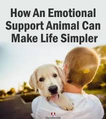 How An Emotional Support Animal Can Make Life Simpler Aha Now In 2020 Emotional Support Emotional Support Animal Emotions