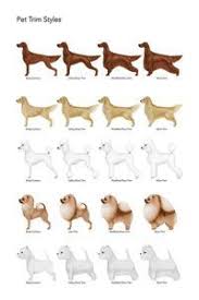 Dog Grooming Charts Google Search Dog Grooming Styles