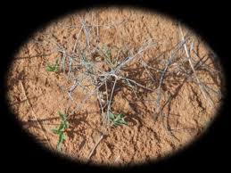 Image result for Cynanchum orangeanum