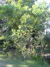 Image result for Leucas fulvipila