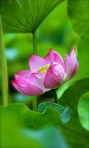Pin On Gardening And Outdoors