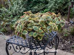 Image result for Plectranthus mandalensis
