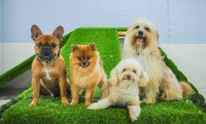 People who don't share our love and respect for animals cannot work at happy tails. Pet Boarding For Any Dog Or Cat Tail Waggin Pet Spa Groupon
