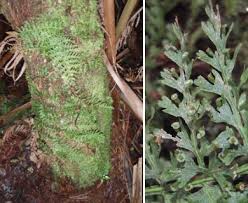 Image result for Vandenboschia