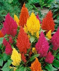 Ayam aduan seperti ayam bangkok dan lain sebagainya adalah hobi tersendiri bagi para pecinta ayam aduan. Mengenal Celosia Si Jengger Ayam Bibitbunga Com