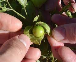 For tomatillo sauce, warm oil in a small saucepot on medium heat. Are These Wild Tomatillos Gardening Landscaping Stack Exchange